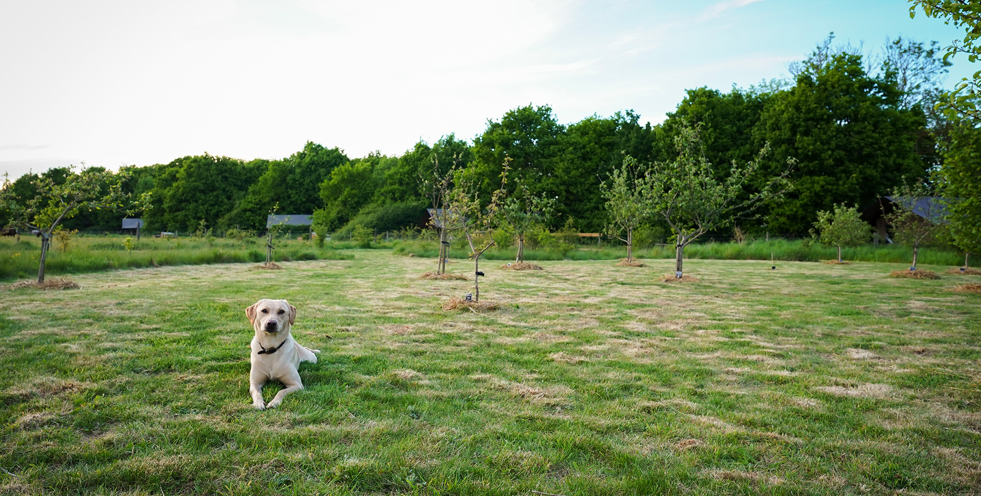 Dog Park at Secret Meadows