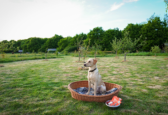 Dog Park at Secret Meadows