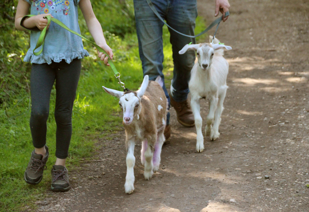 Goat Walking Image 2