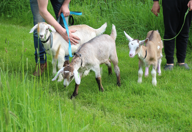 Goat Walking Image 4