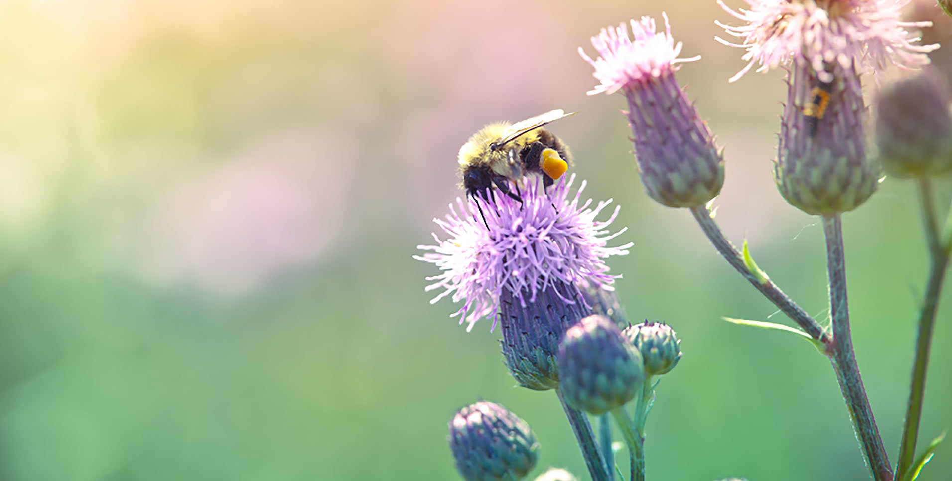 A lovely thistle taken in one of the Secret Meadows