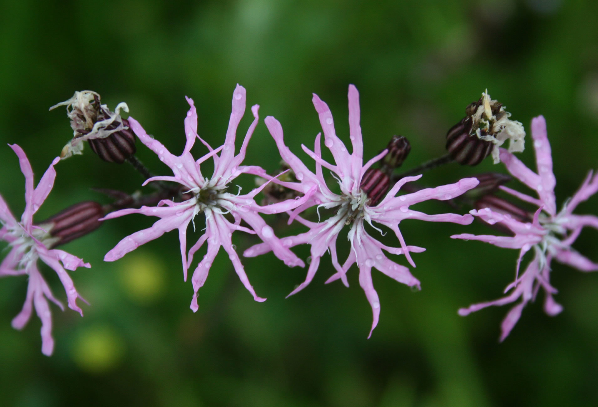 Flowers from a Secret Meadow