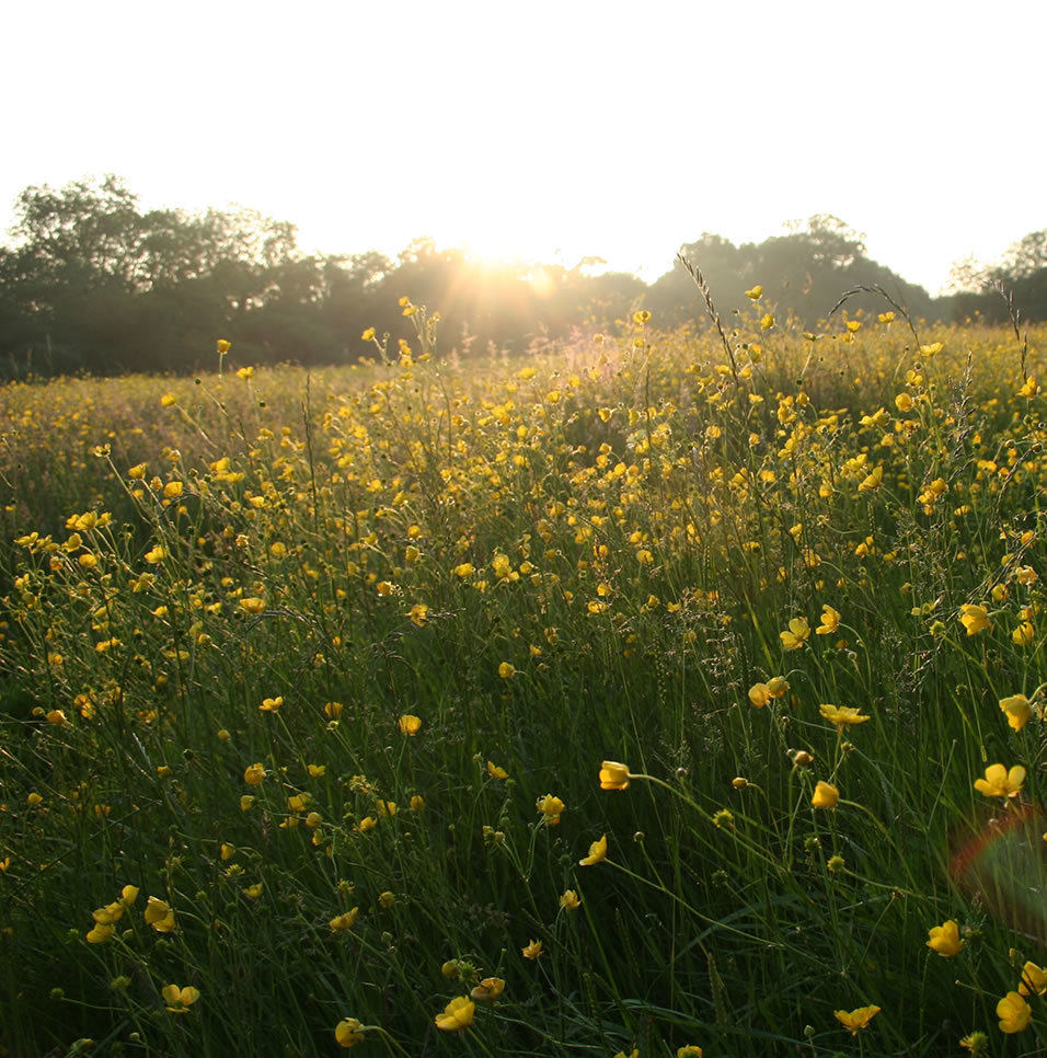 One of the lovely secret meadows